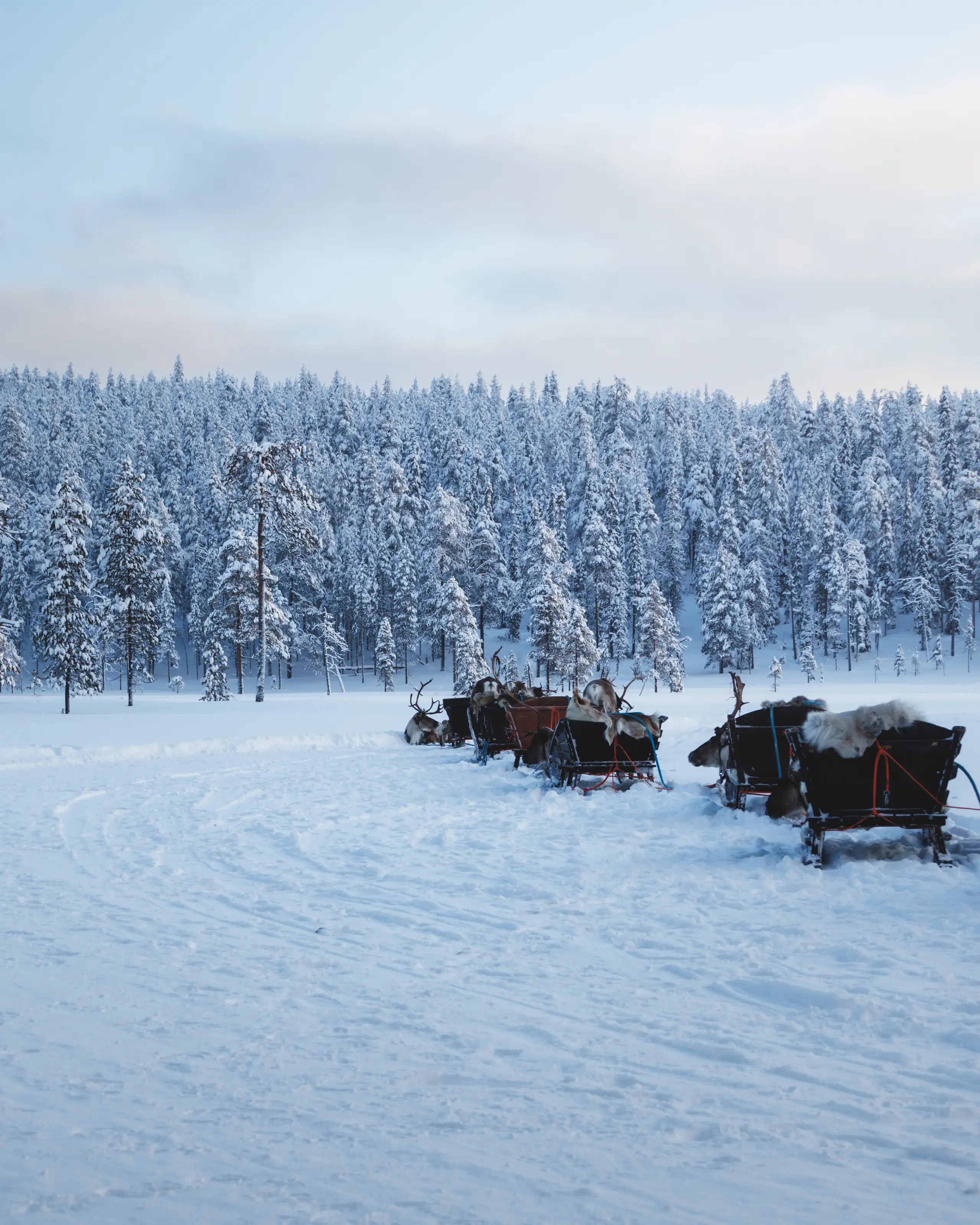 Sleds standing on packed snow in front of a frozen forest