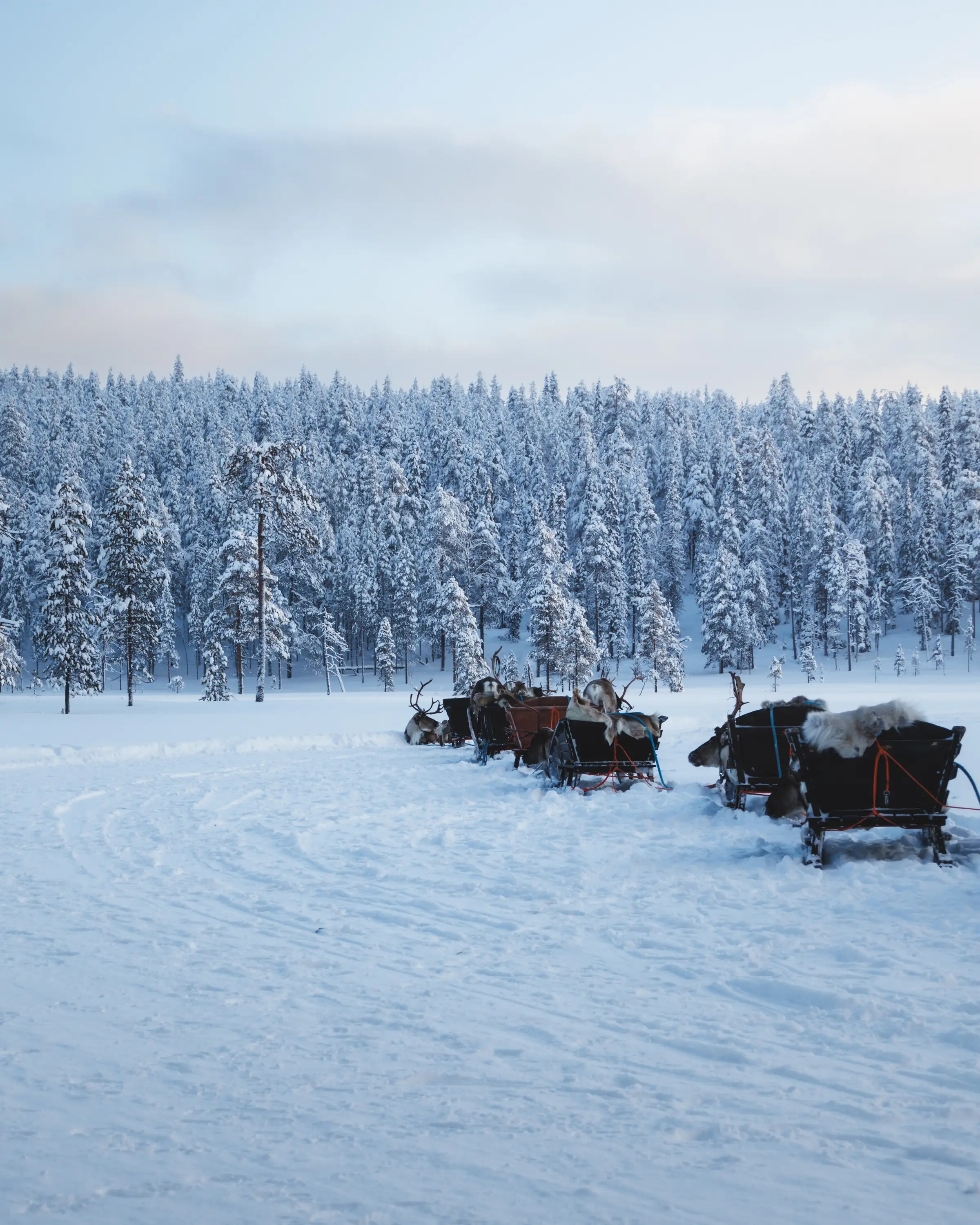 Sleds standing on packed snow in front of a frozen forest