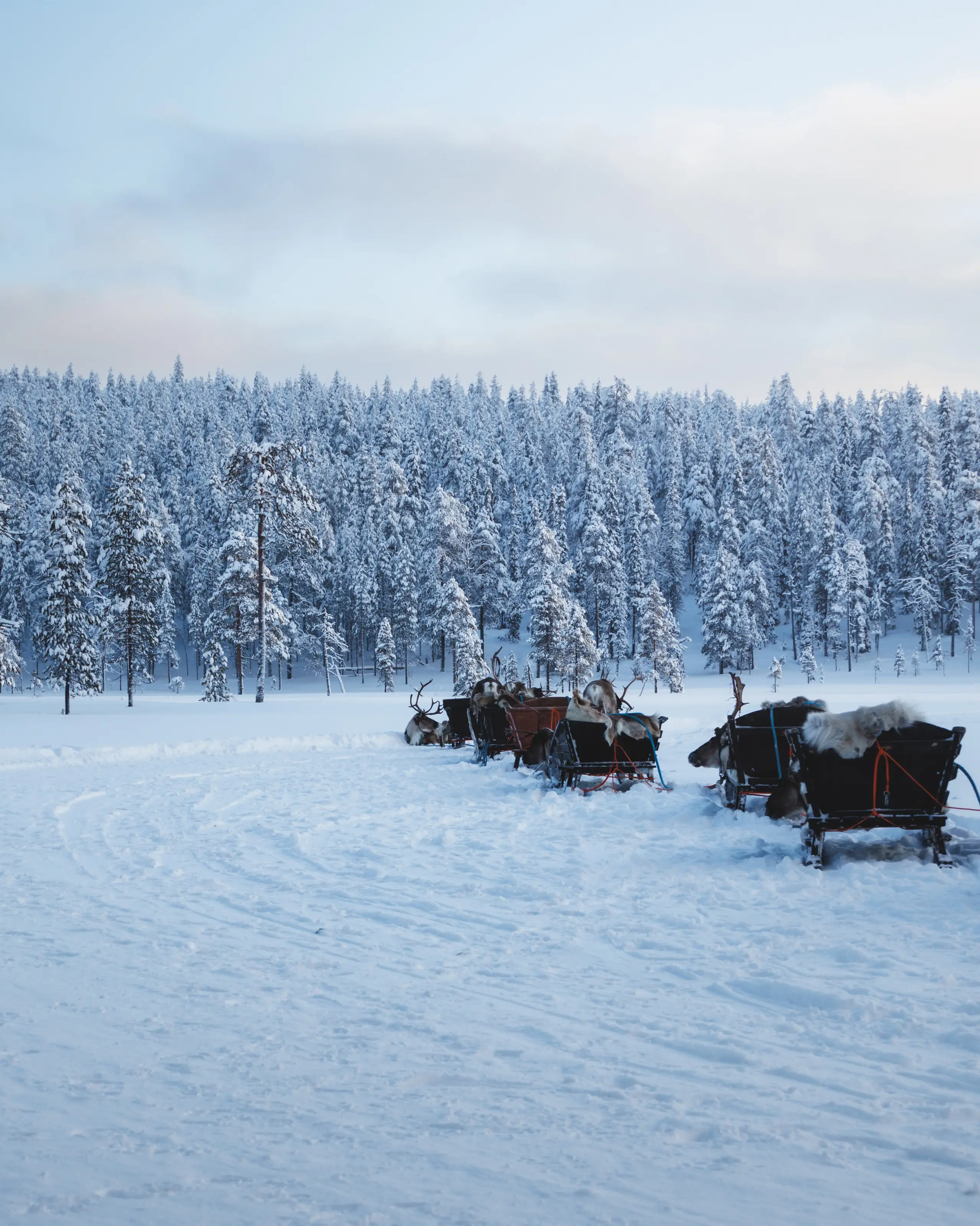 Sleds standing on packed snow in front of a frozen forest
