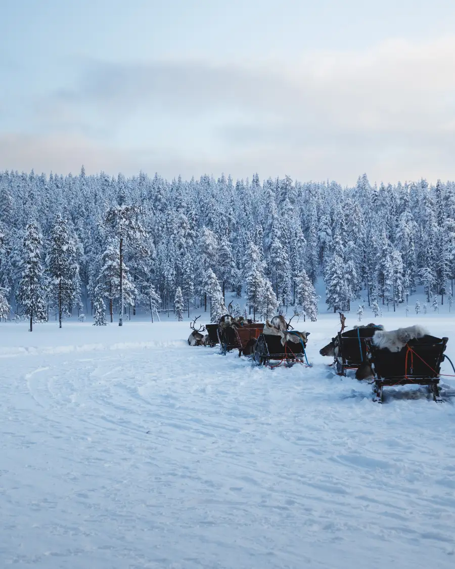 Sleds standing on packed snow in front of a frozen forest