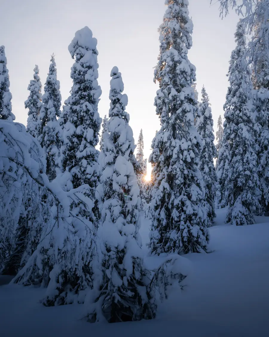 Snow-loaded spruces with the low sun breaking through a gap between them