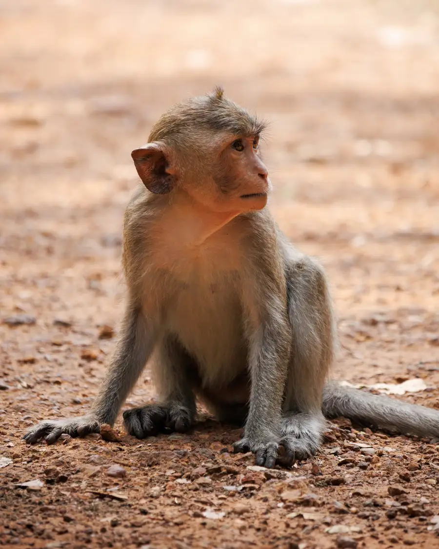 A young macaque sitting upright on red earth, looking off to the right