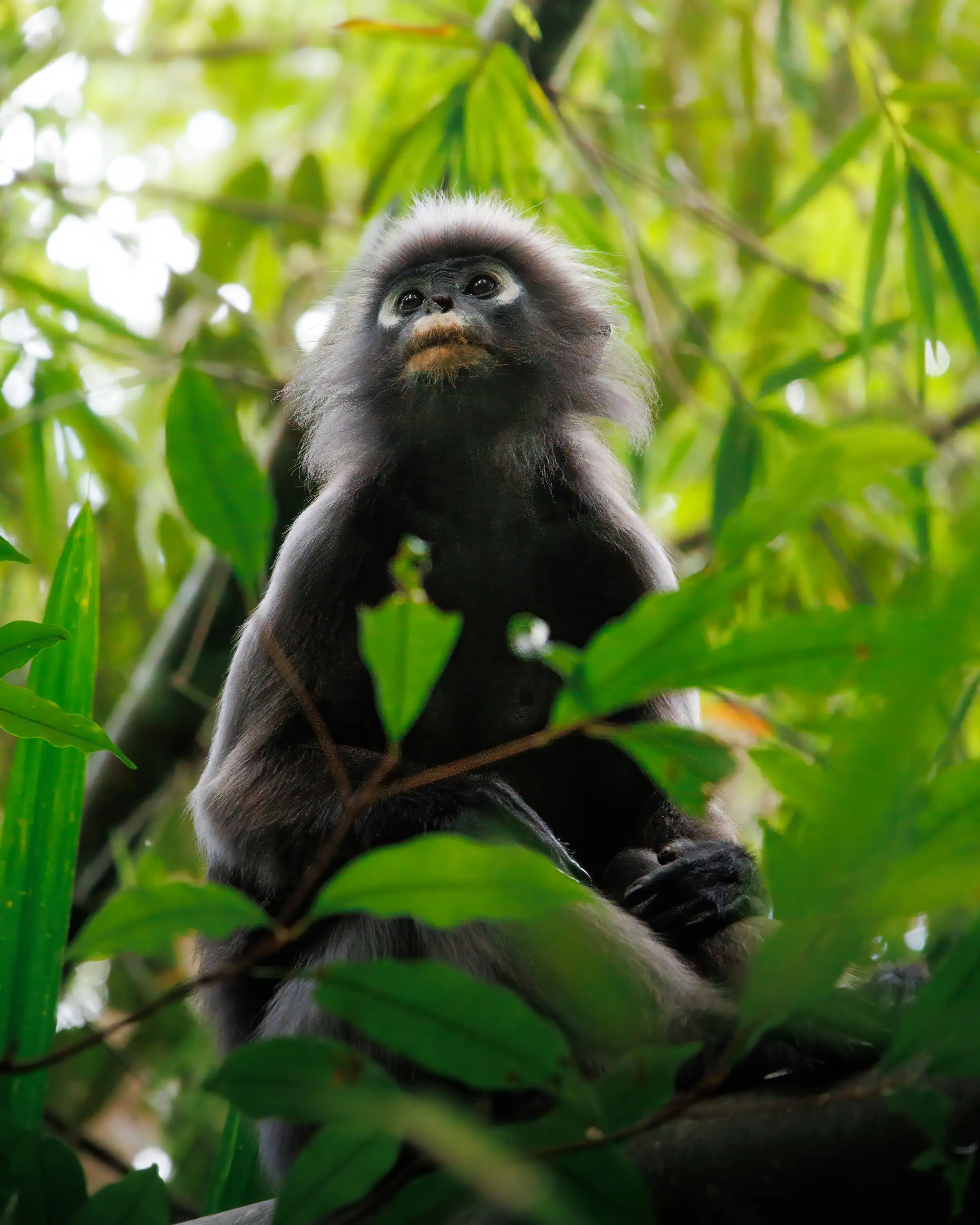 A dusky leaf monkey with white eye-rings sitting among bamboo, looking upward