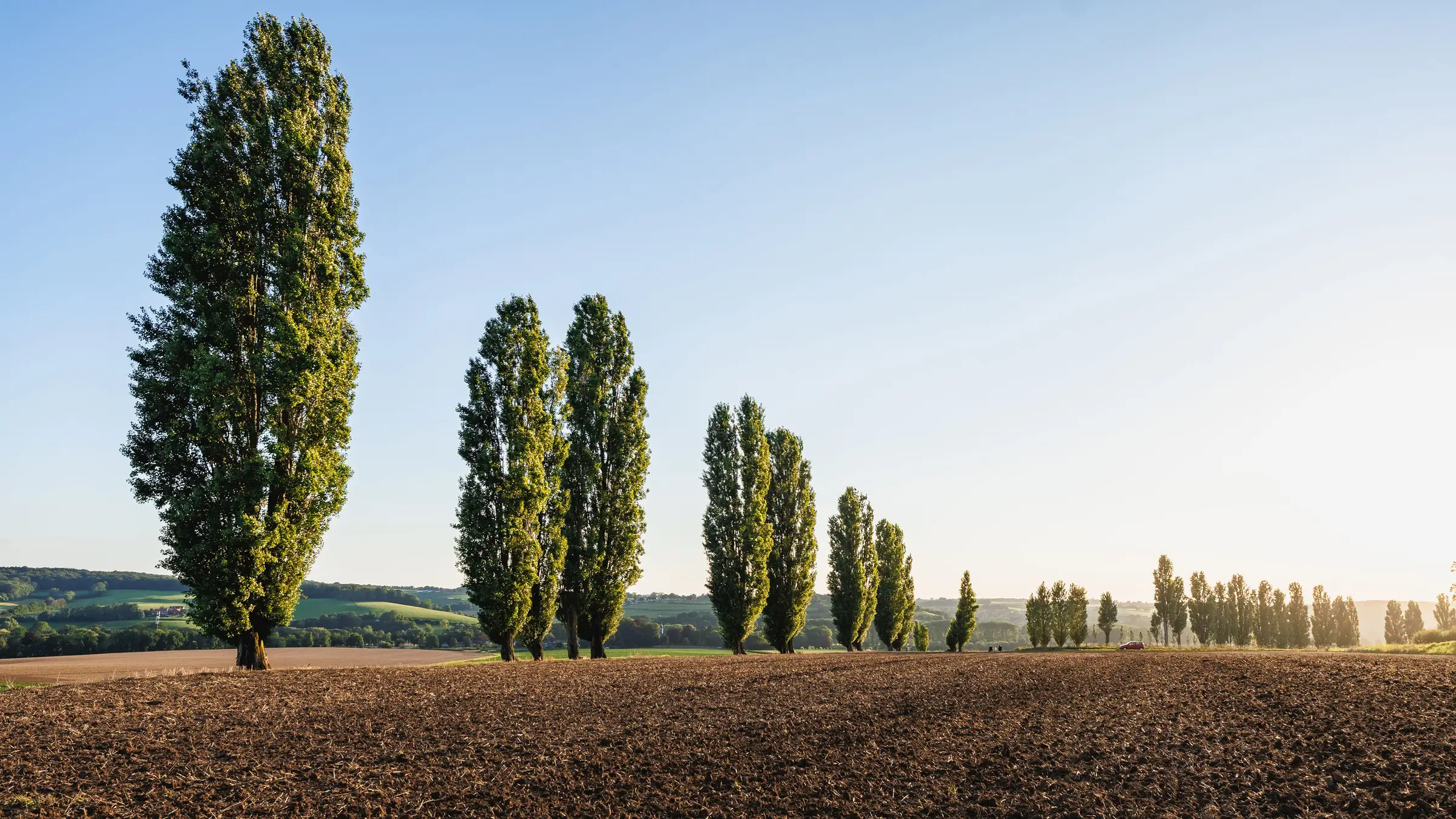 A receding line of poplars along the edge of a ploughed field at low sun