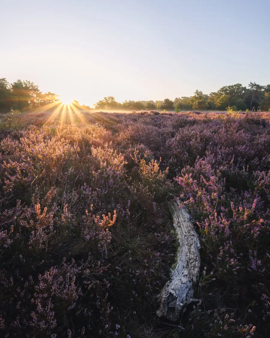 A bleached branch lying in flowering heather, the sun bursting through trees on the horizon
